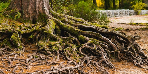 A tree with a vast understory of roots