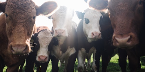 A number of cows, looking straight at the camera